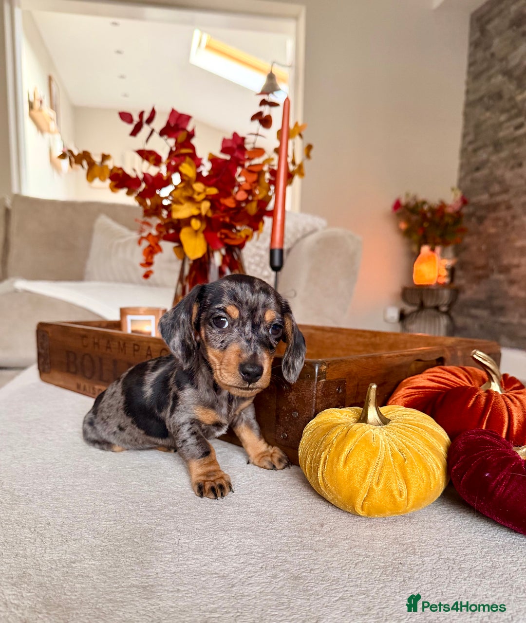 Miniature Dachshund dogs for sale: OUTSTANDING TRUE TO TYPE SMOOTH MINI DACHSHUNDS  - Image 1