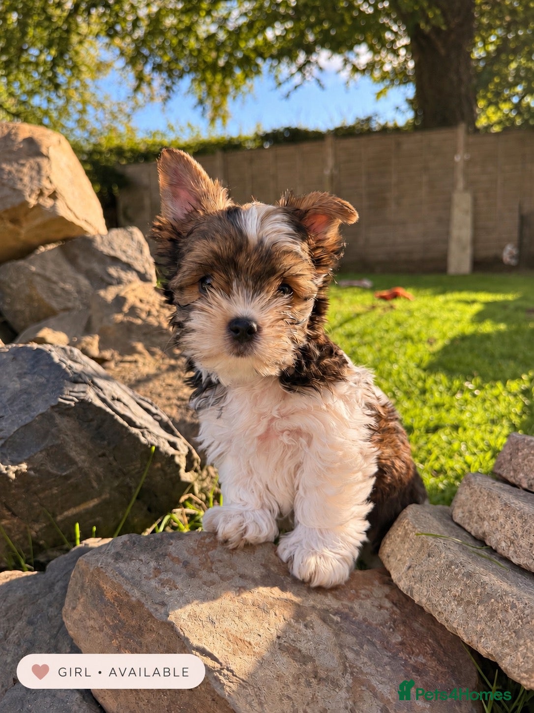 Biewer Terrier dogs Beautiful Biewer Terrier Puppies – Ready Soon ❤️ - Advert 1