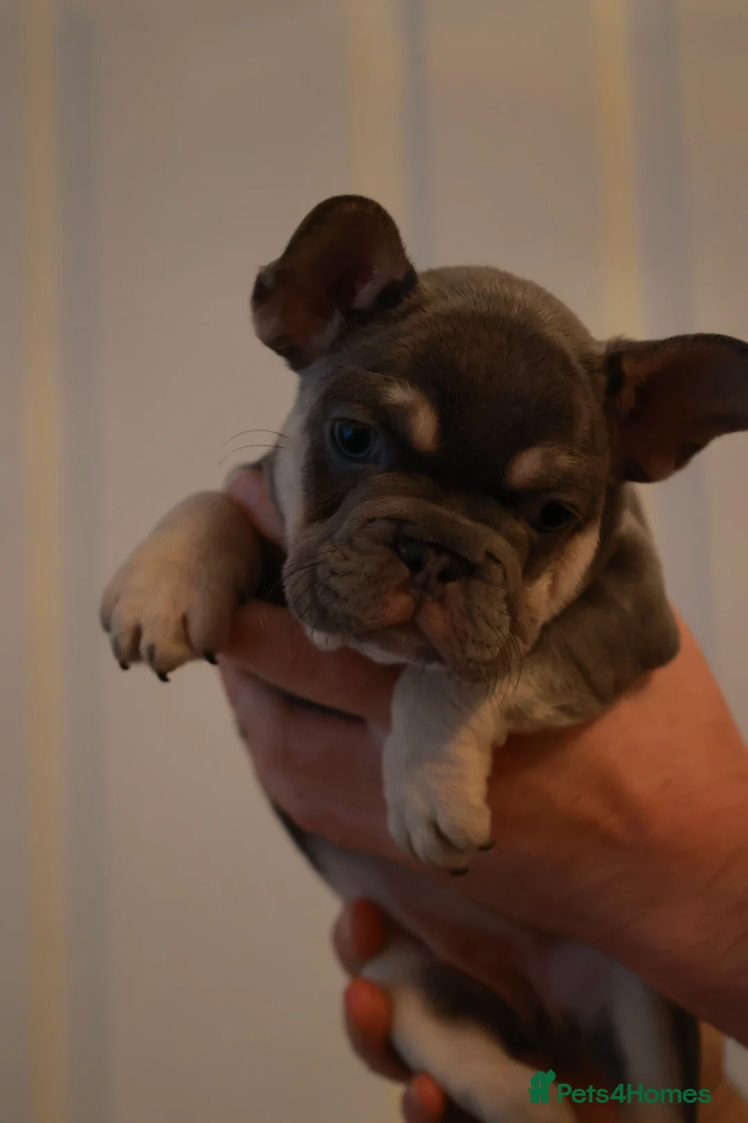 French Bulldog dogs for sale: French bulldog pups  - Advert 11