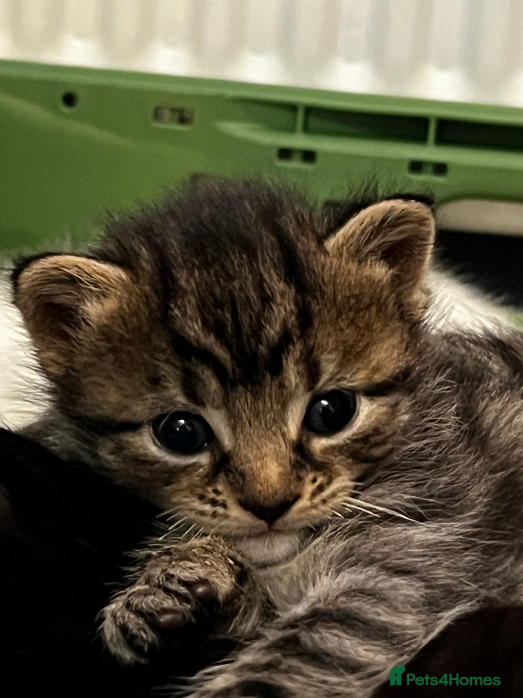 Mixed Breed cats for sale: 2 male , 2 female kittens for sale  - Image 5