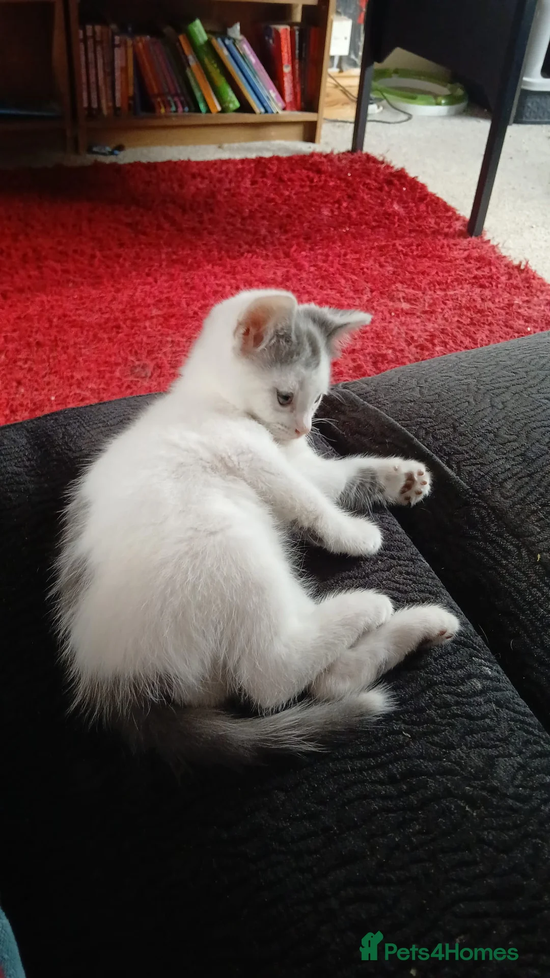 Mixed Breed cats for sale: Male kittens  - Advert 4