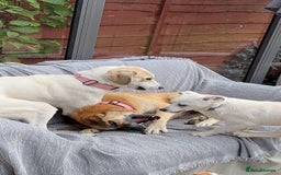 Mixed Breed dogs for adoption:  🧡 Cheeky Becca is Ready for her forever home!  - Image 5