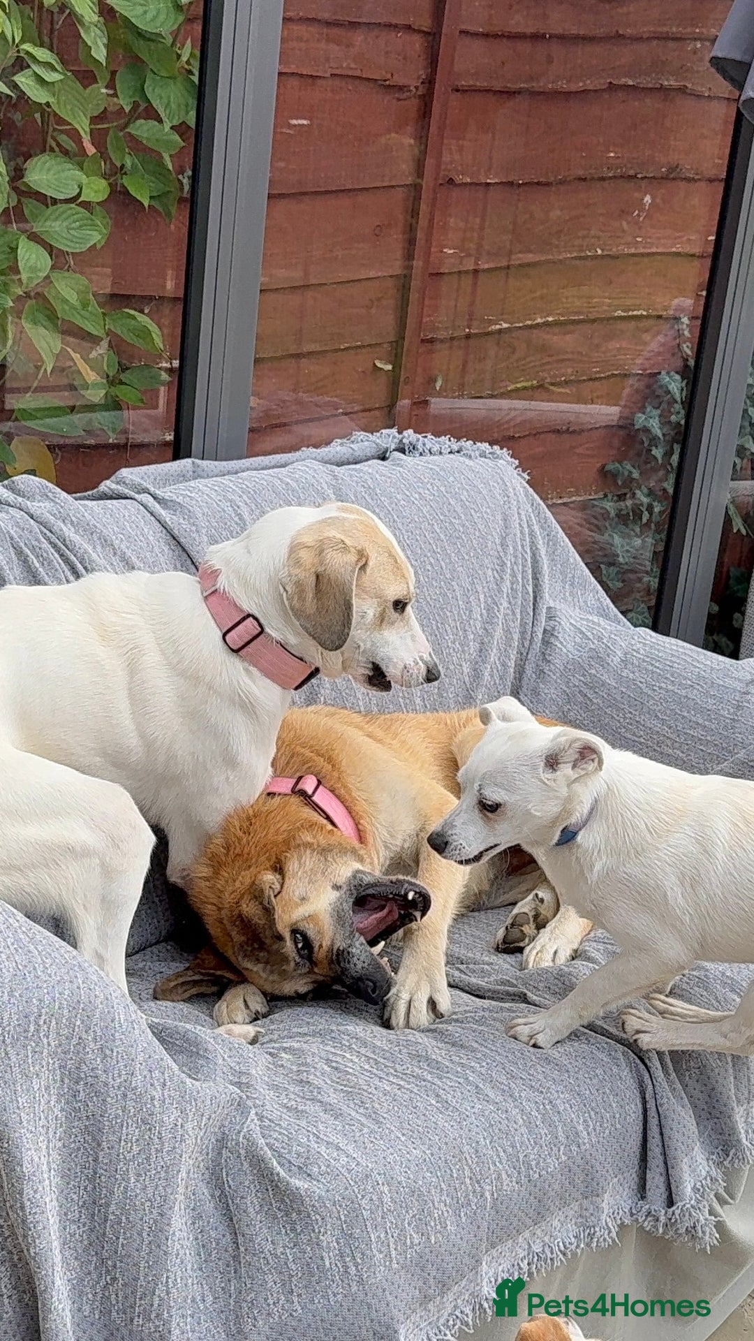 Mixed Breed dogs for adoption:  🧡 Cheeky Becca is Ready for her forever home!  - Image 5