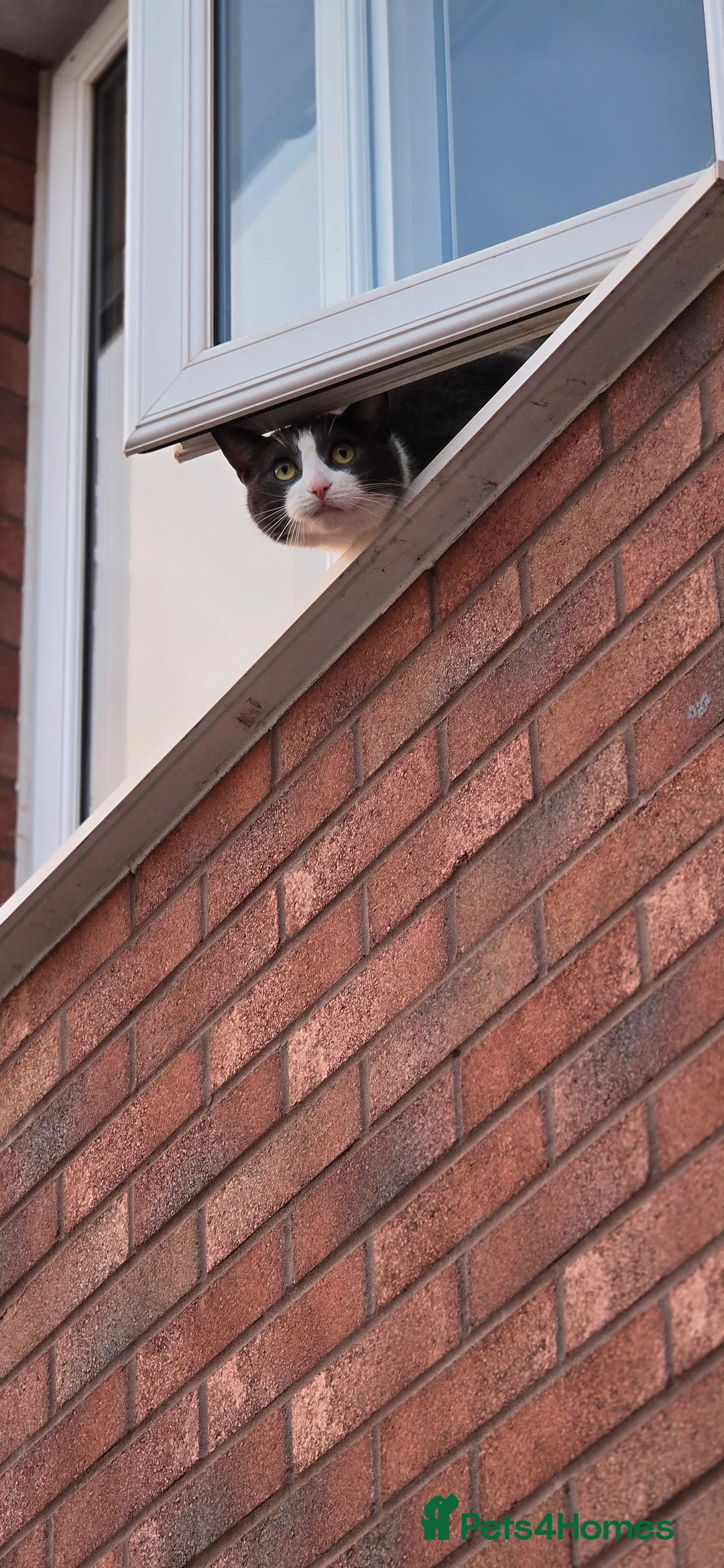 Mixed Breed cats for sale: Juno 7 years old - Advert 5