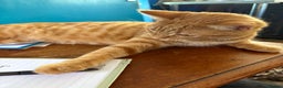Domestic Shorthair cats for sale: Beautiful 6 month old ginger tabby male. - Advert 7