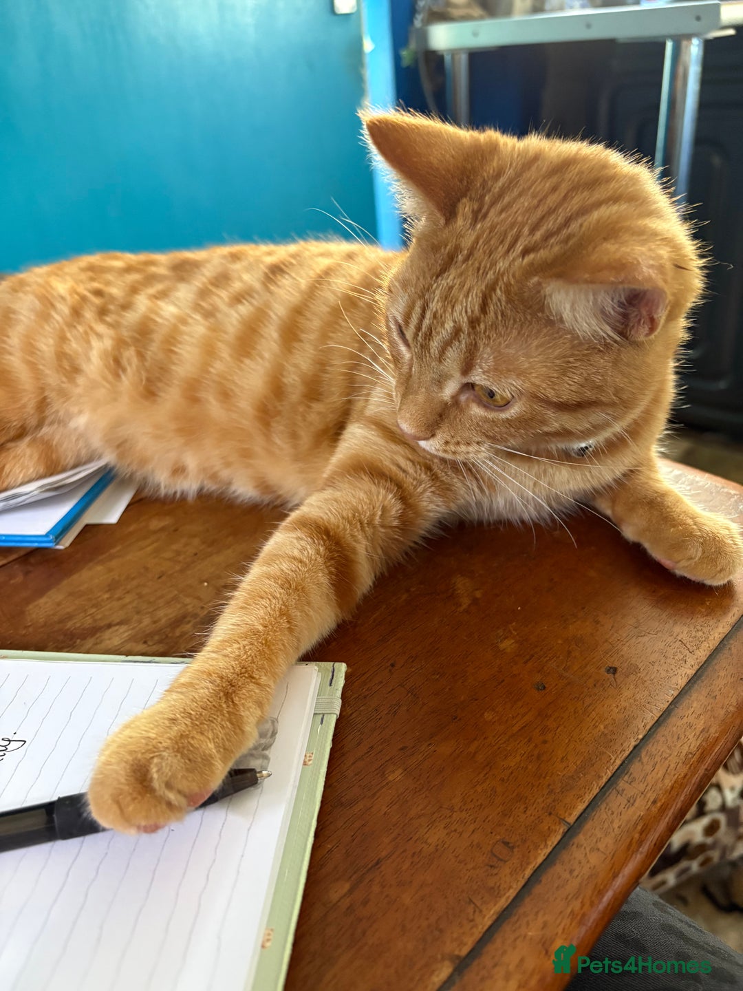 Domestic Shorthair cats for sale: Beautiful 6 month old ginger tabby male. - Advert 7