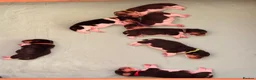 Beagle dogs for sale: Beagle – Beautiful Traditional Tri-Colour Beagles - Advert 3