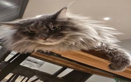 Maine Coon cats for sale: Male 1 Siberian/Maine Coon & 1 Maine Coon  - Advert 5