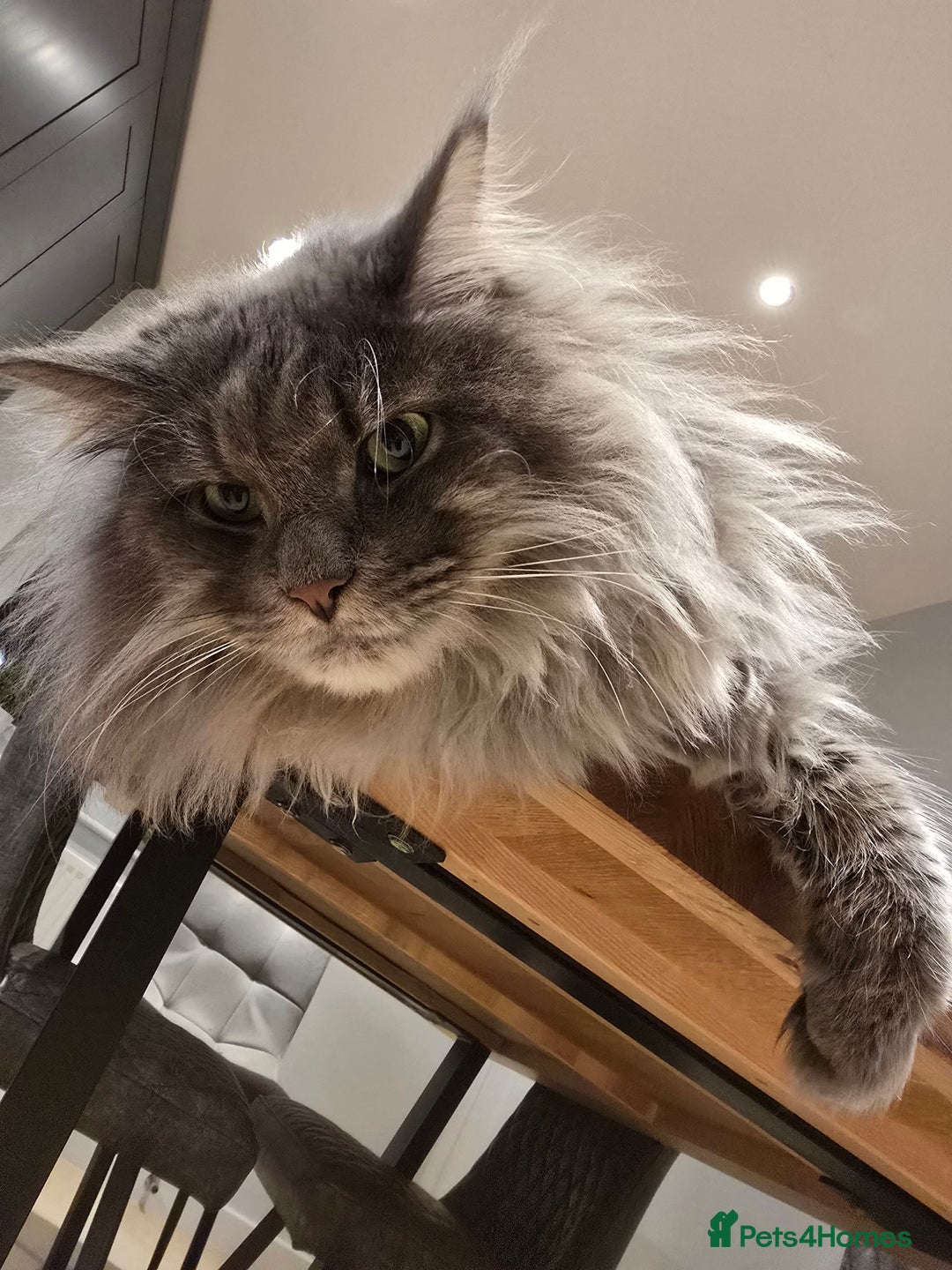 Maine Coon cats for sale: Male 1 Siberian/Maine Coon & 1 Maine Coon  - Advert 5