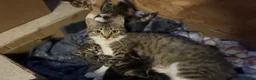 Domestic Shorthair cats for sale: 4 kittens for sale to loving home  - Advert 14