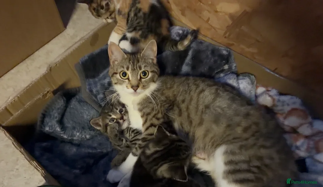 Domestic Shorthair cats for sale: 4 kittens for sale to loving home  - Advert 14