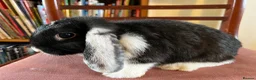 Mini Lop rabbits for sale: Lovely Mini Lop Babies - Advert 3