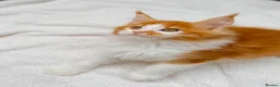 Maine Coon cats for sale: Pure breed beautiful main coon kitten  - Advert 8