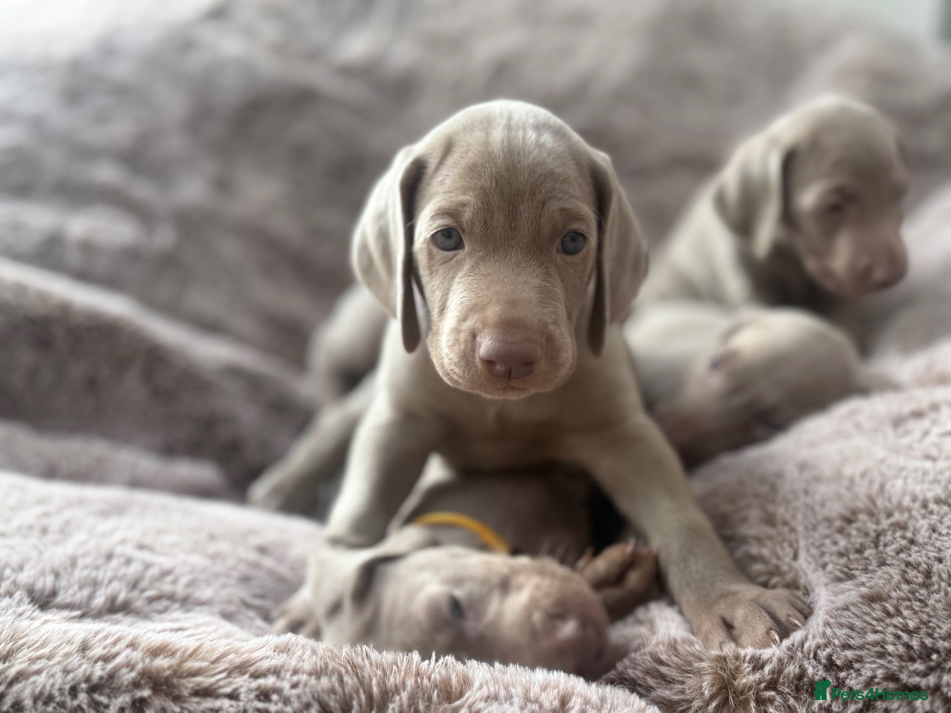 Weimaraner dogs Superb Gunalt Bloodlines & Excellent Temperament - Advert 2