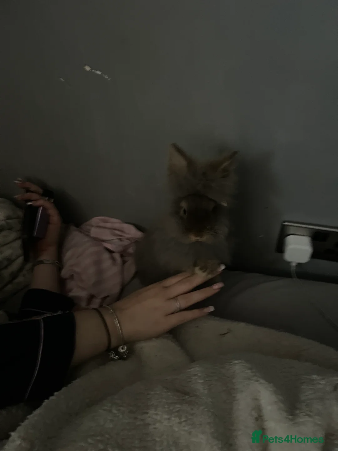 Lionhead rabbits for sale: 2 lions heads for sale  - Advert 4