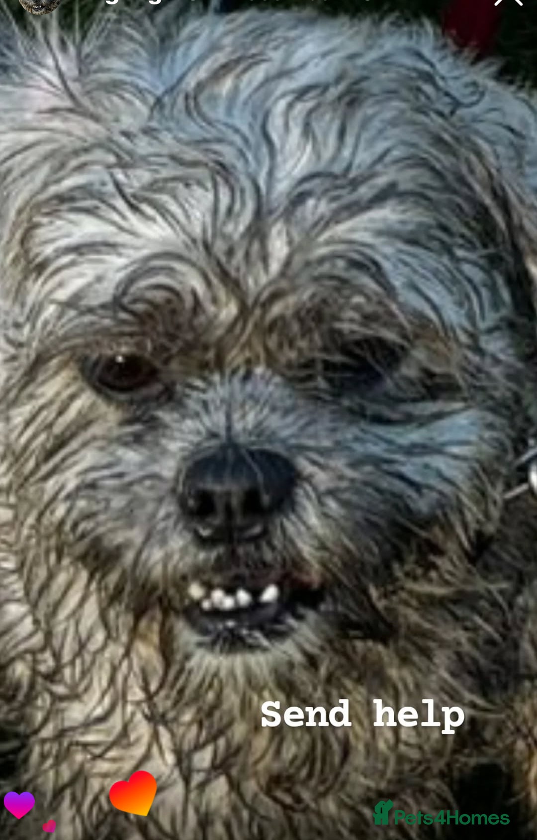 Lhasa Apso dogs for stud: ❤️JORGIE,LHASA APSO STUD❤️ - Advert 7