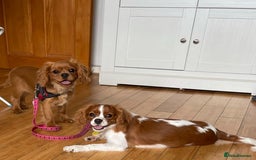 Cavalier King Charles Spaniel dogs for sale: Champion line Cavalier Pups -  **Waiting List** - Image 15