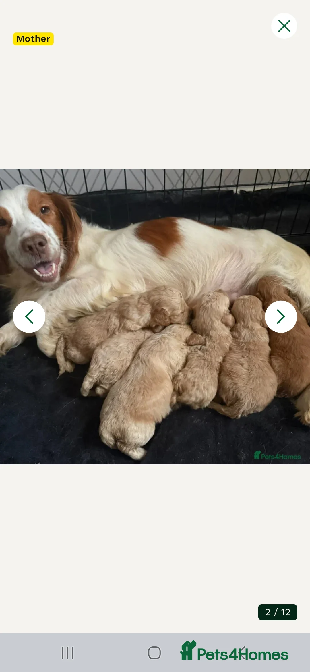Cockapoo dogs for sale: F1 champagne cockerpoo 12 weeks old in Sheffield - Advert 2