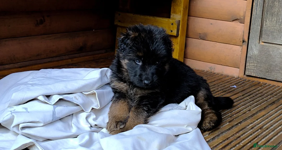 German Shepherd dogs for stud: Long Haired German shepherd  - Advert 17