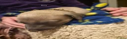 Whippet dogs for sale: Fawn Whippet puppys - Advert 27