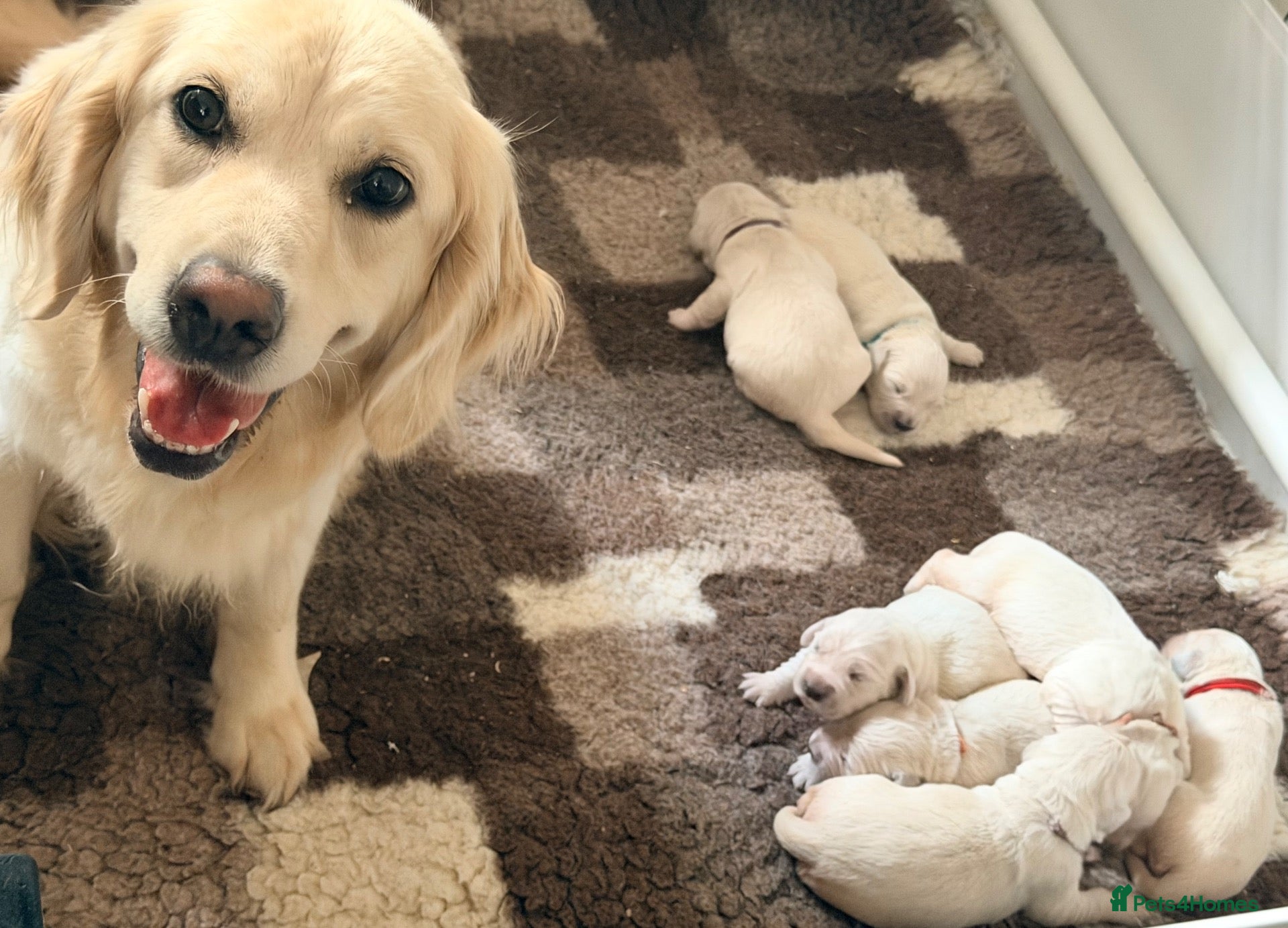 Golden Retriever dogs Kc reg cream golden retriever pups - Advert 2