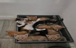 Domestic Shorthair cats for sale: Kittens  - Image 1
