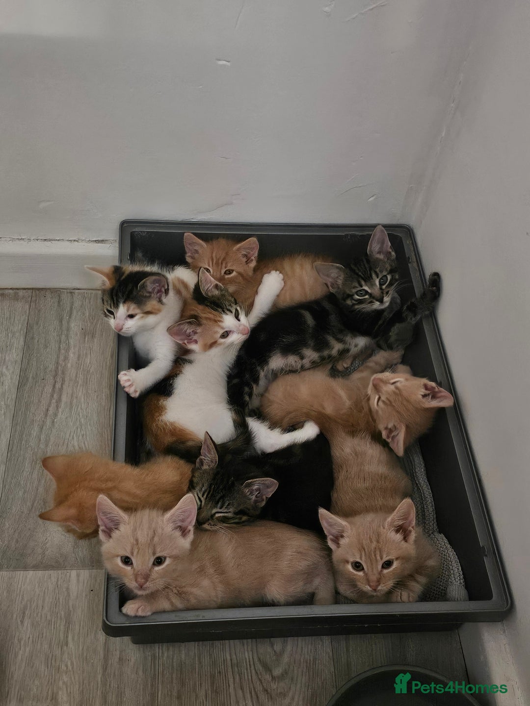 Domestic Shorthair cats for sale: Kittens  - Image 1