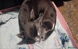 Chihuahua dogs for sale: 2 stunning blue Chihuahua girls  - Image 7