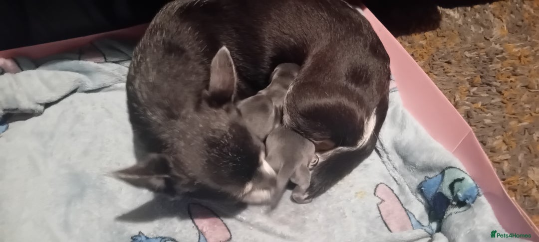 Chihuahua dogs for sale: 2 stunning blue Chihuahua girls  - Image 7