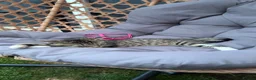 British Shorthair cats for sale: Kitten for sale - Advert 3