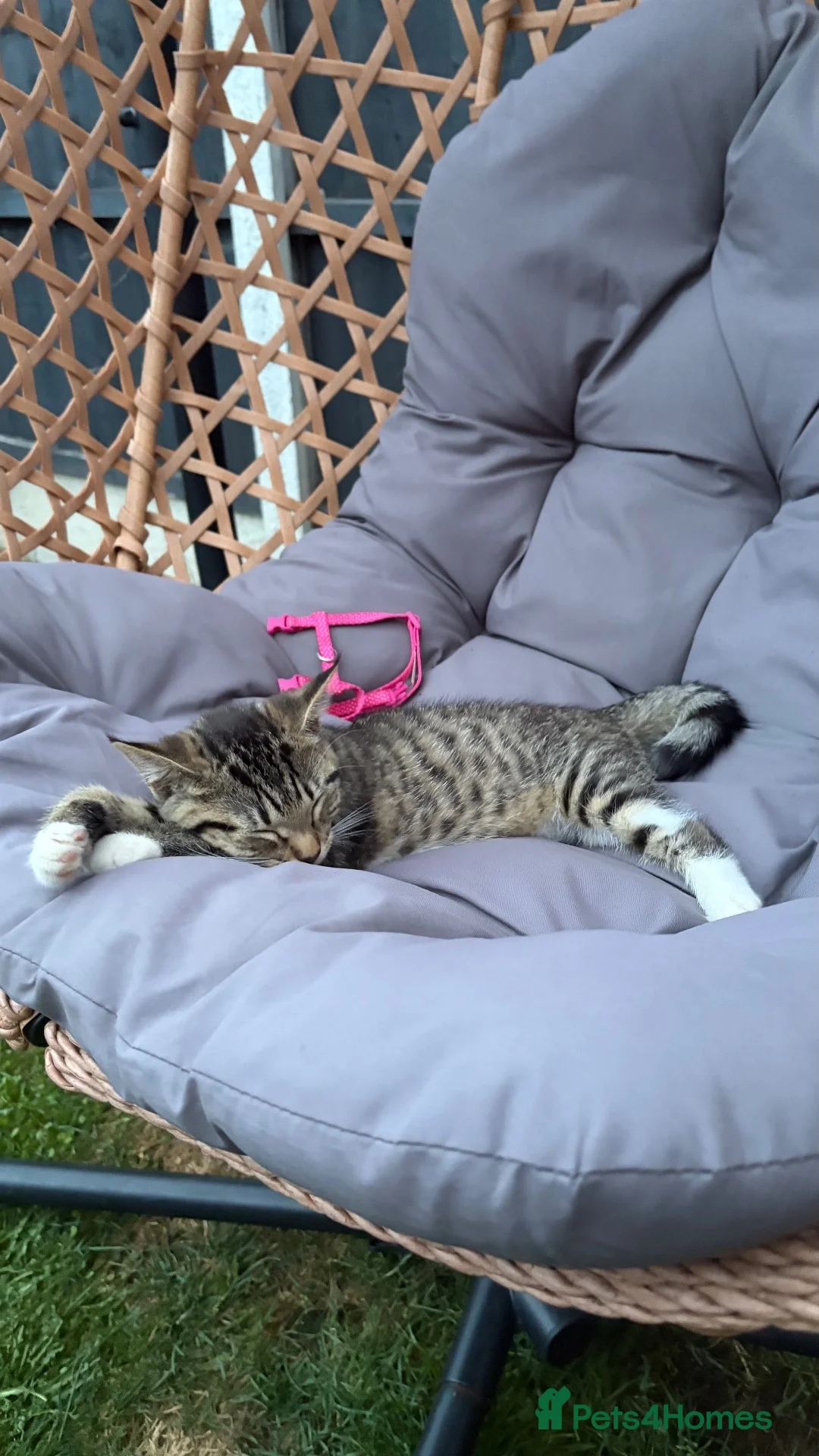 British Shorthair cats for sale: Kitten for sale - Advert 3