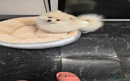 Pomeranian dogs for sale: Little Pomeranian puppy  - Advert 7