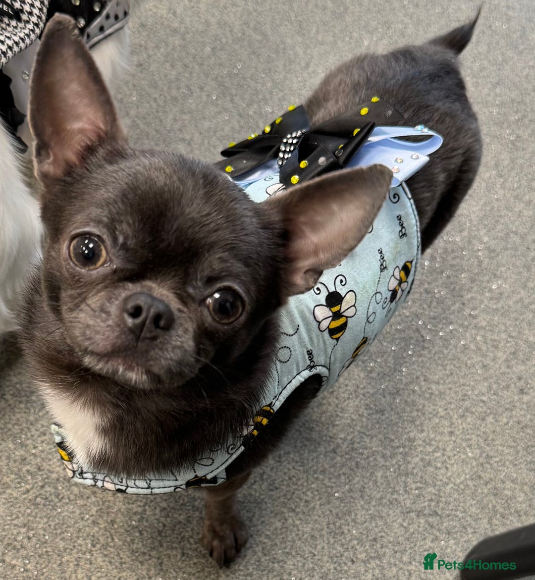 Chihuahua dogs for stud: Kc registered blue smooth coat for stud in South Shields - Advert 1