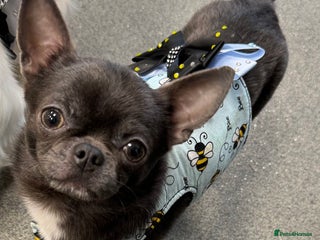 Chihuahua dogs in South Shields - Advert 38