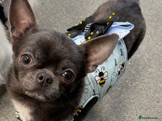 Chihuahua dogs Kc registered blue smooth coat for stud in South Shields - Advert 3