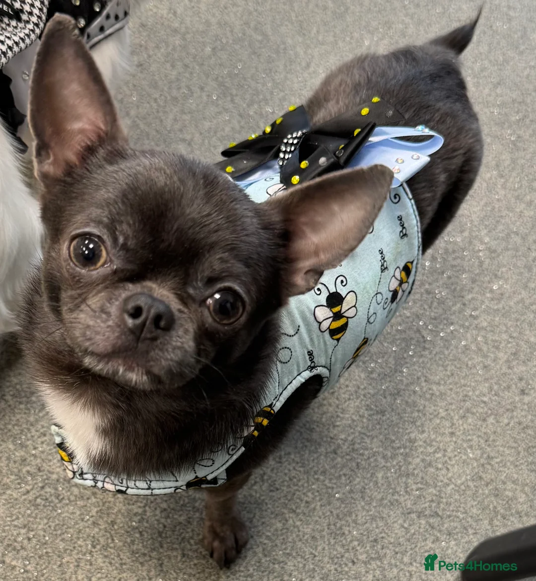 Chihuahua dogs for stud: Kc registered blue smooth coat for stud in South Shields - Advert 1