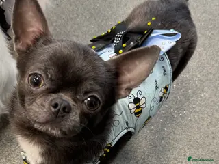 Chihuahua dogs Kc registered blue smooth coat for stud in South Shields - Advert 9