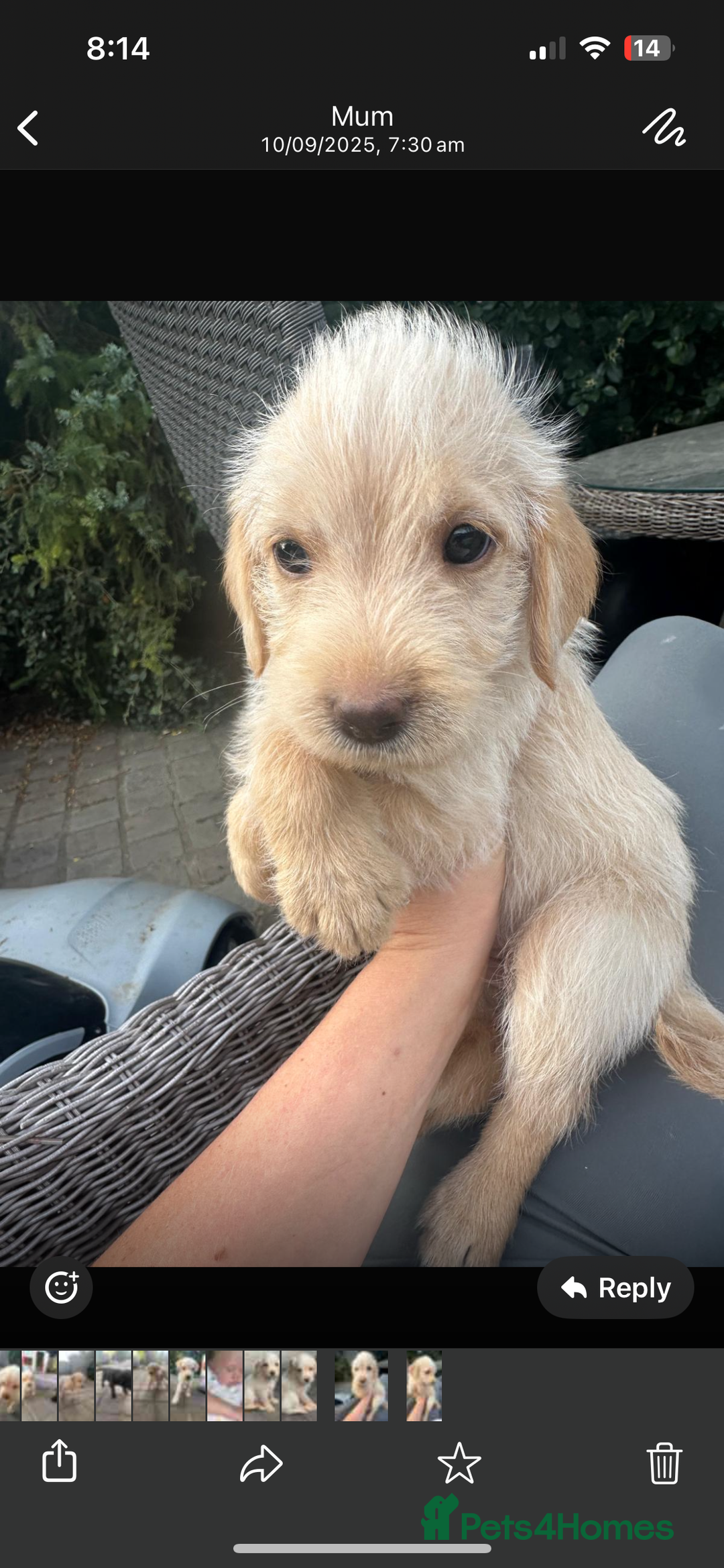 Mixed Breed dogs for sale: 3/4 Labrador 1/4 German wire hair pointer  - Image 18