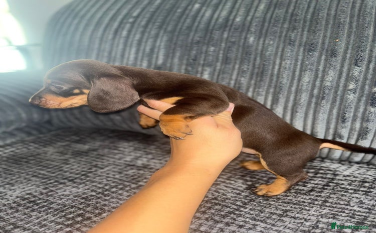 Miniature Dachshund dogs - Advert 3