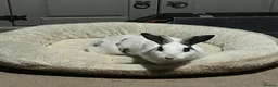 Rex rabbits for sale: Snowball  in Feltham - Advert 3