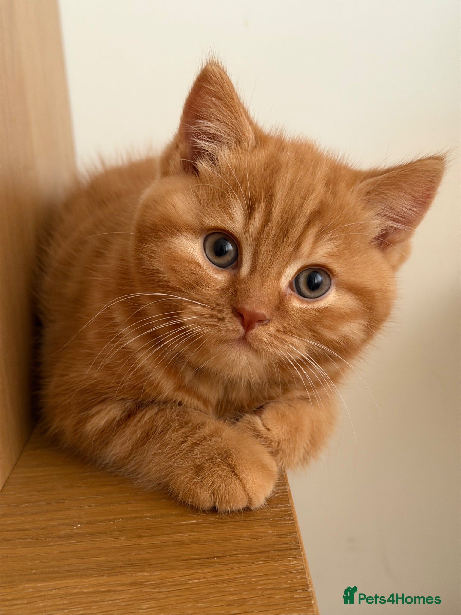British Shorthair cats Two red BSH boys - Advert 3