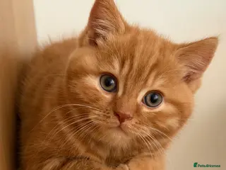 British Shorthair cats Two red BSH boys - Advert 2