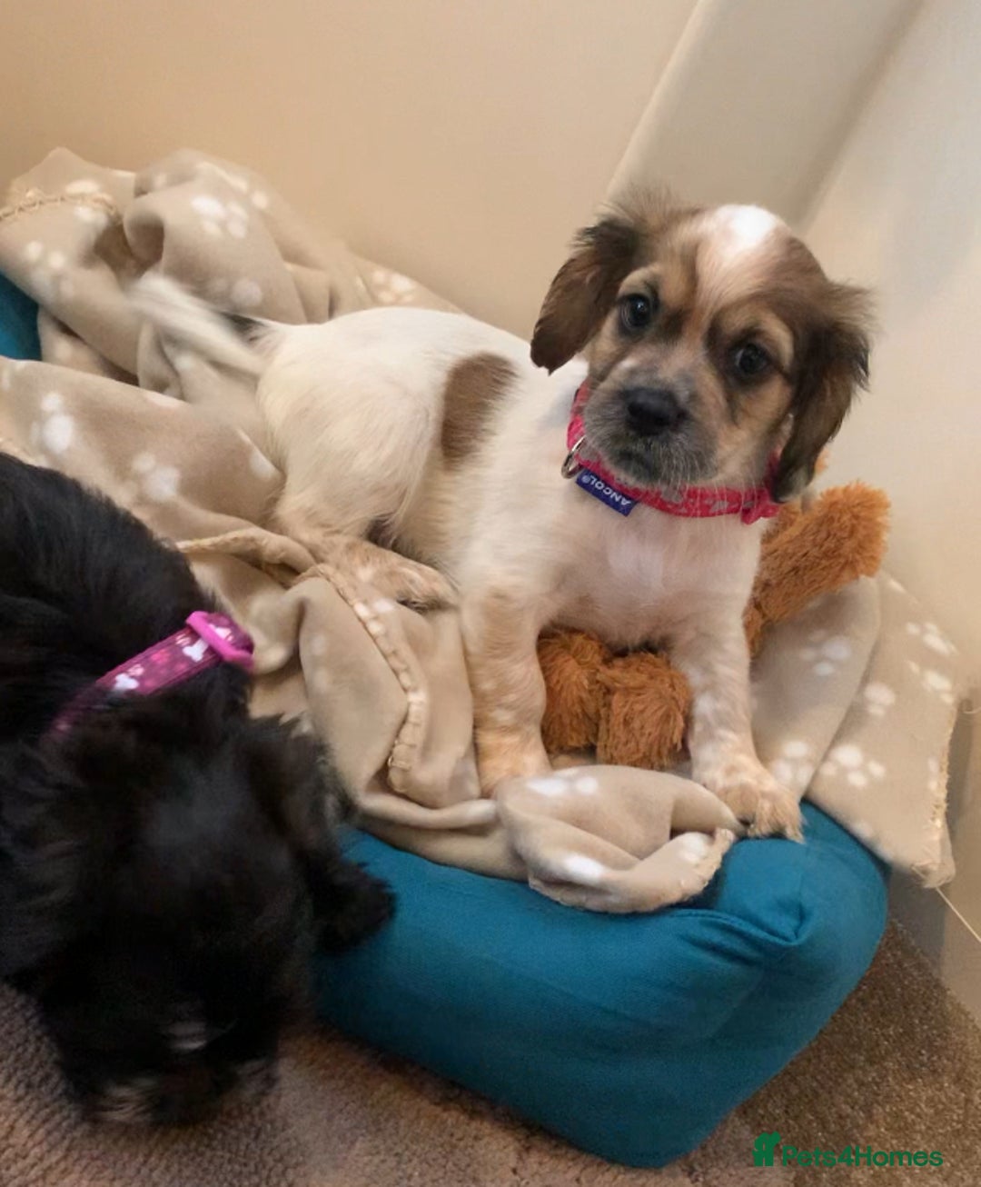 Mixed Breed dogs for sale: 2 Beautiful Shih Tzu x - Image 2