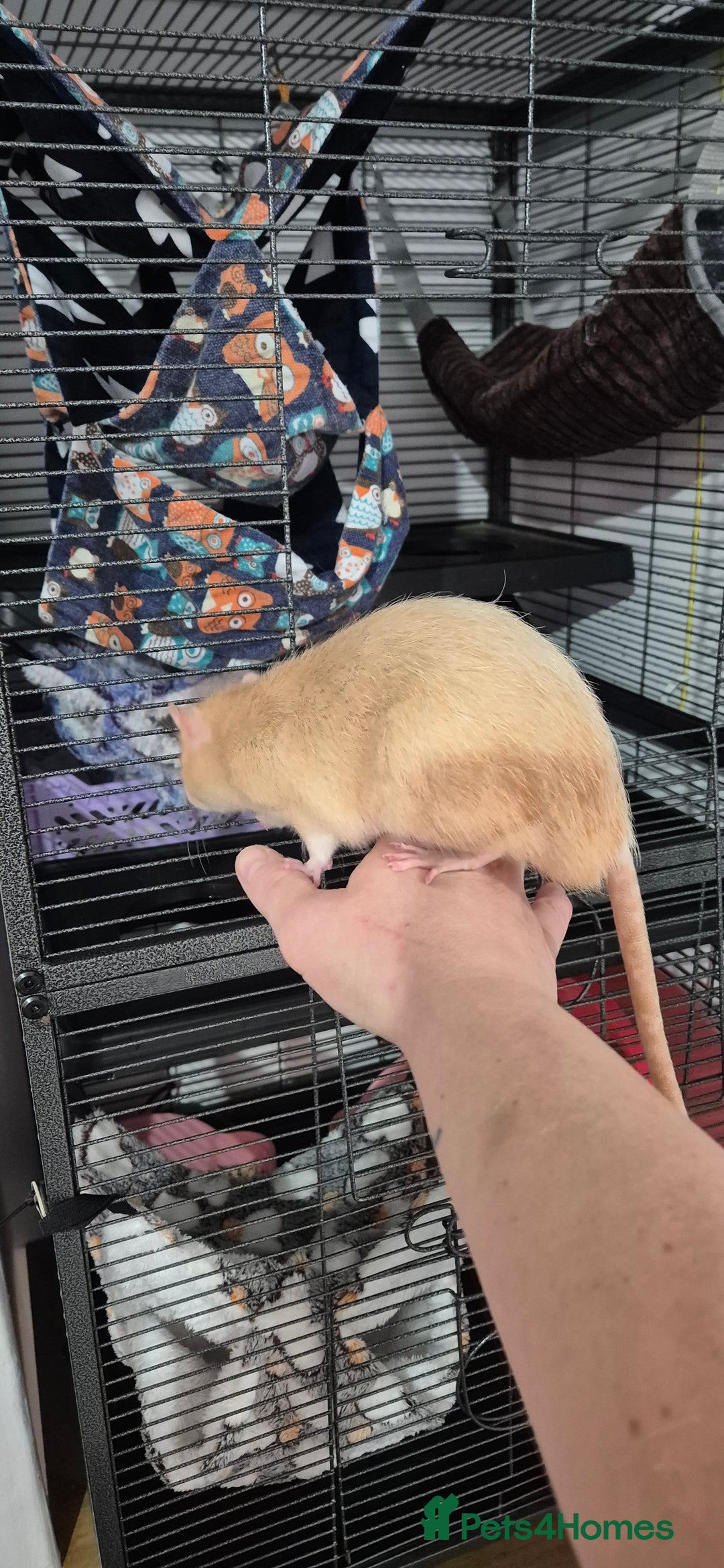 Rat rodents for sale: Pet rats with cage and accessories  - Advert 2