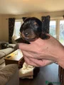 Dachshund Puppy 8
