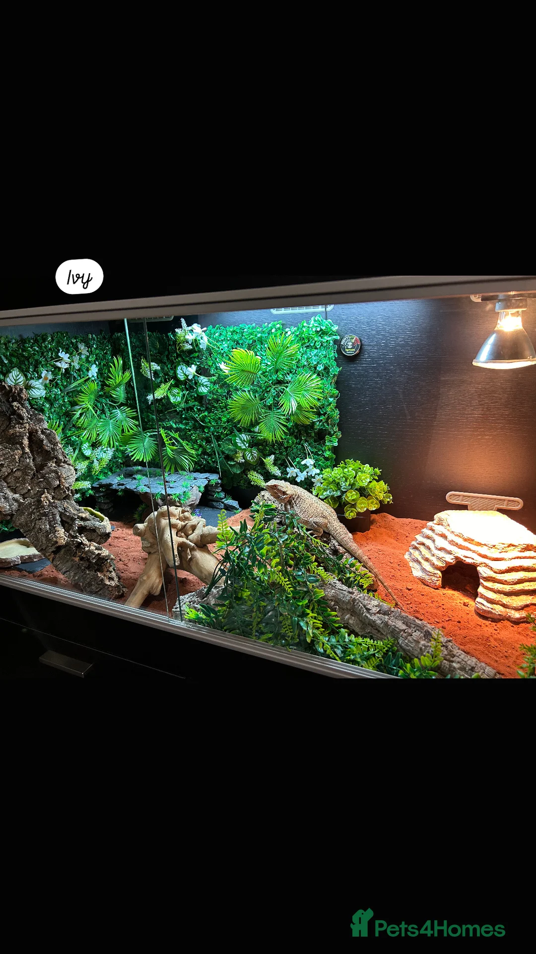 Bearded Dragon reptiles for sale: Bearded Dragon full set up - Advert 7