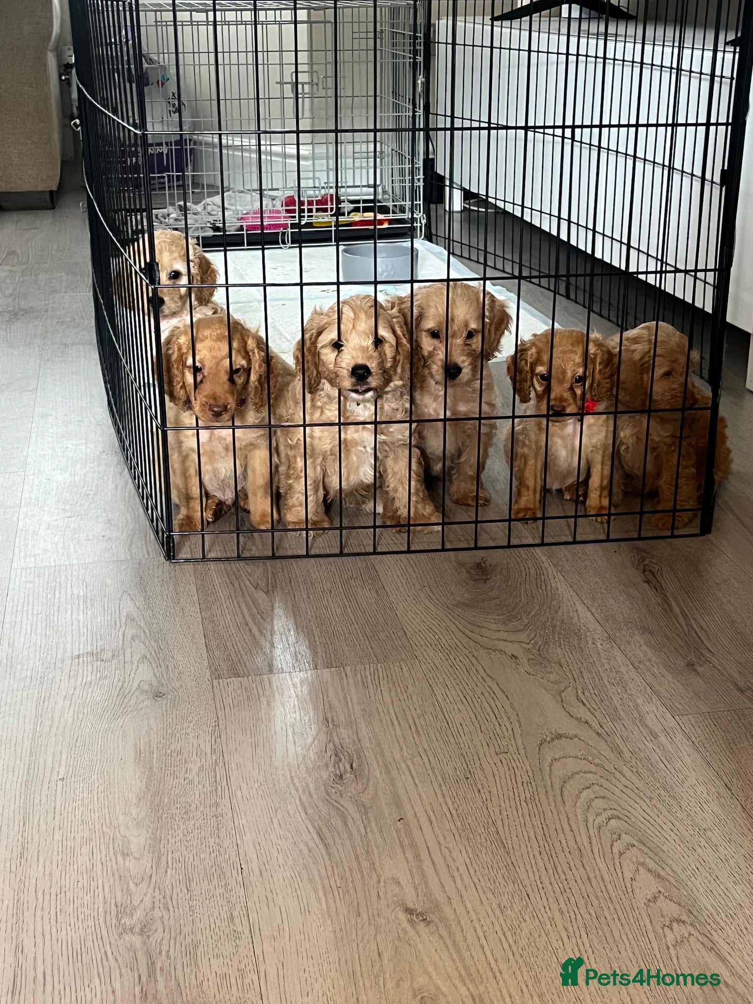 Cockapoo dogs ONLY 3 GIRLS LEFT!!! - Advert 14