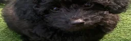 Cavapoo dogs for sale: Beautiful Black F1b Cavapoo Girl DNA tested lines - Advert 2