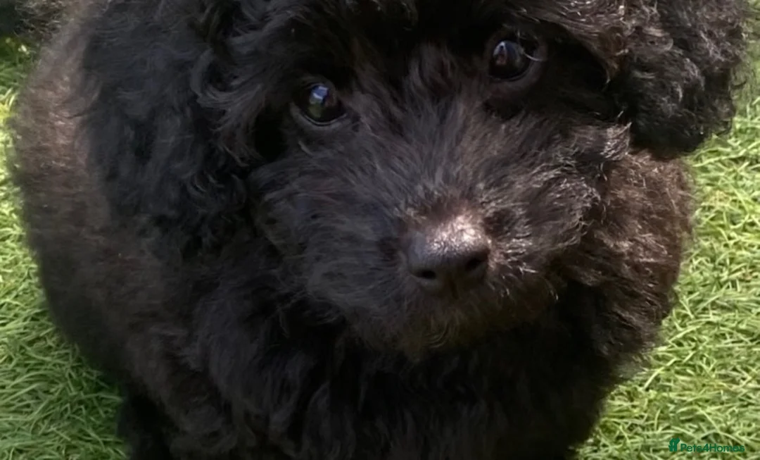 Cavapoo dogs for sale: Beautiful Black F1b Cavapoo Girl DNA tested lines - Advert 2