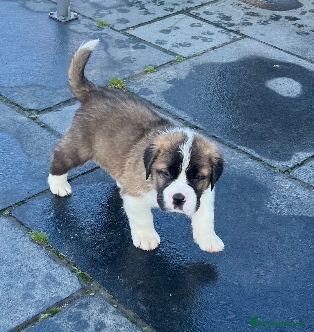 Saint Bernard dogs for sale: KC Registered St. Bernards For Sale! - Image 36